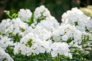 Abundant white flowers in lush garden setting
