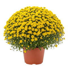Vibrant potted chrysanthemum plant with numerous small yellow flowers isolated on transparent background