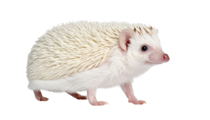 white hedgehog isolated on transparent background PNG