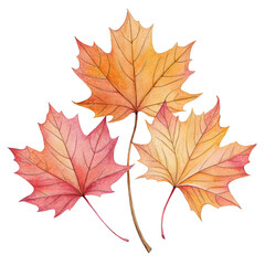 Watercolor depiction of vibrant maple leaves in springtime showcasing warm hues and delicate details