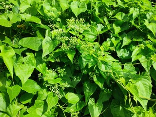 Lush green wild vine leaves and tiny flower buds under sunlight, dense tropical foliage forming a natural jungle background.