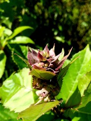 hdrMacro photo..This is a photo of the buds or shoots of the brown Rotheca myriciides flower in a bush with a natural background