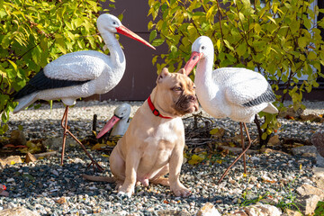 Strong muscular dog with red collar stands on rocky garden path in sunlight. concept of pet...