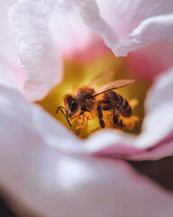 Bee Inside Flower Soft Light