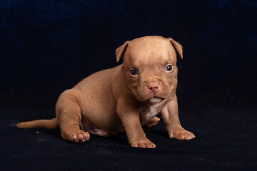 Cute light brown puppy crawling on dark background with curious expression. concept of innocence,...
