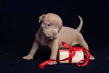 Puppy with gift box and red ribbon on dark background, adorable holiday scene. Gifts for dogs....