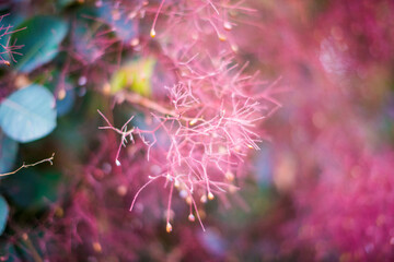 Flowering bush smoke tree of red cotinus coggygria.