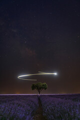 Magical nighttime view of a lavender field under a starry sky with the Milky Way in the background....