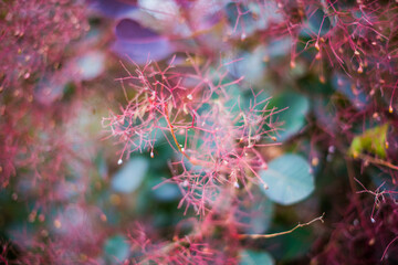 Flowering bush smoke tree of red cotinus coggygria.