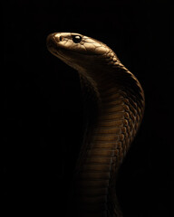 Fototapeta premium Black Mamba Striking Dramatic Light High Contrast
