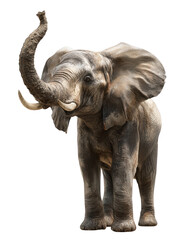 Naklejka premium African elephant with its trunk raised, isolated on transparent background