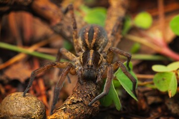 Wolf spider on the forest floor