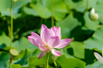 Obraz premium 真夏の日差しに咲く美しい蓮の花