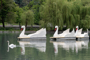 swans on the lake