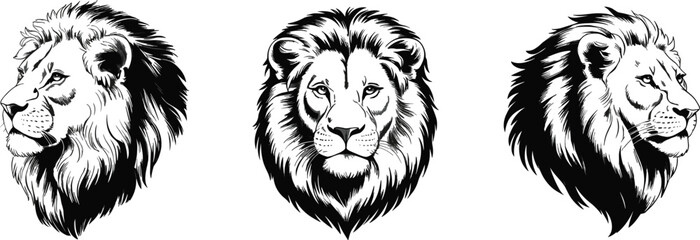 Majestic lion head illustration, wildlife sketch, animal portrait, black and white drawing, detailed mane, graphic art, Adobe Stock image