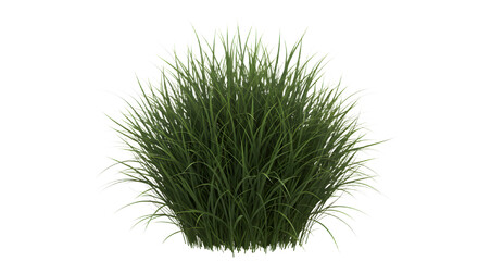Lush ornamental grass tuft on white