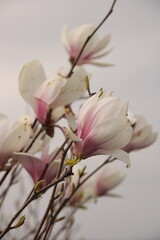Obraz premium magnolia