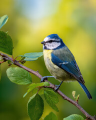 Blaumeise auf Ast mit gr&uuml;nen Bl&auml;ttern weicher Morgen