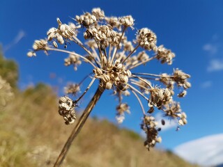 Close-up of a umbrella shaped brown dry flower in nature late autumn with view up to a steel blue sky 

