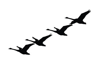 A flock of six silhouetted birds of prey flying together in a classic V-formation.