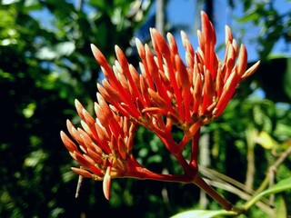 hdr.Macro photo bud flower of ixora chinensis . blooming with red and brown colours in the garden with natural background 