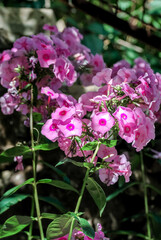 Obraz premium Vibrant pink phlox flowers in full bloom under sunlight