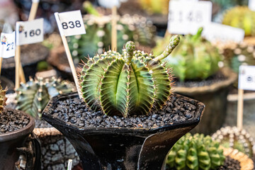 Cactus are planted on sandy soil. It is a plant that is in the desert.