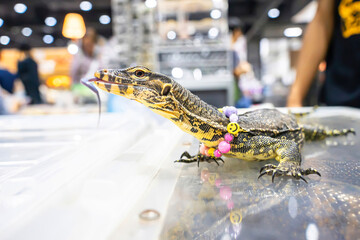 The varanus salvator walking on the glass cabinet. It is a large lizard native.