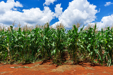 Rows of tall green corn stalks growing in red soil under a sunny sky with fluffy white clouds.
