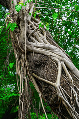 A large tree covered in thick, twisting roots and vines growing up the trunk with green leaves.
