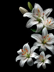 Elegant white lily flowers with delicate petals are beautifully arranged against a stark black background.