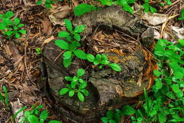 A weathered tree stump surrounded by dry leaves, sprouting fresh green plants from its center.