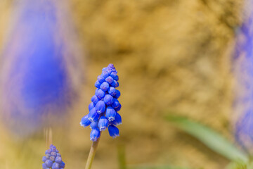 黄色い背景に映えるムスカリの青い花
