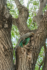 The varanus salvator are climbing trees in the park. It is a large lizard native.