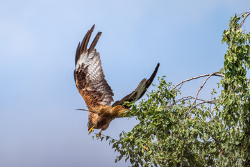 Rotmilan erspäht Beute und verlässt sein Versteck