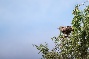 Rotmilan , sitzend im Baum