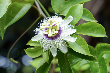 the flower of the passion fruit tree is a perfect flower. White petals, green sepals. It has appendages arranged in circles. thread-like shape. The base is dark purple.