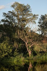 Zielona roślinność nad spokojną wodą. W tafli wody odbija się widok drzew i krzewów. © tomo81