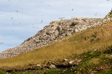 Vue sur l'île Rouzic à Perros-Guirec - l'île aux oiseaux dans le département des Côtes d'Armor...