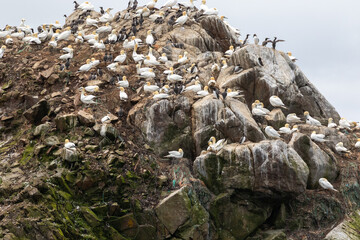 Vue sur l'île Rouzic à Perros-Guirec - l'île aux oiseaux dans le département des Côtes d'Armor - Bretagne