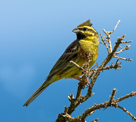 Cirl Bunting on a branch