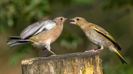 Im off down the pub.
Greenfinches 