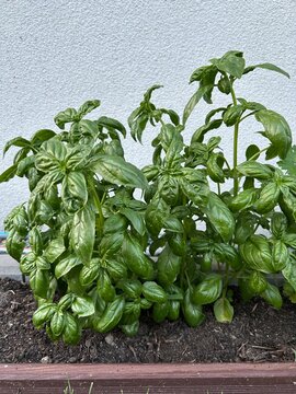 ogr&oacute;d zielnik bazylia domowa