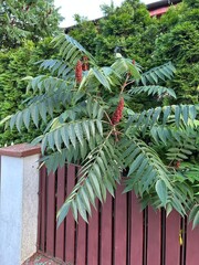 krzew sumac octowiec rośnie przez płot