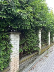 murowane słupki od płotu porośnięte thujami © Piotr