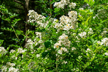 White Multiflora Rose bush (Rosa polyantha), also known as Seven-Sisters, Baby, Japanese and...