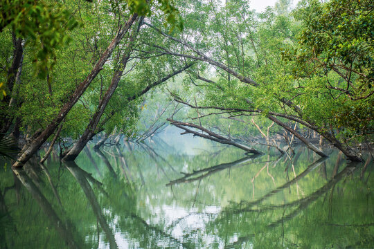 View of lush mangrove trees dipping into the serene waters, their reflections creating a mirror image in Sundarban, Khulna Division, Bangladesh.