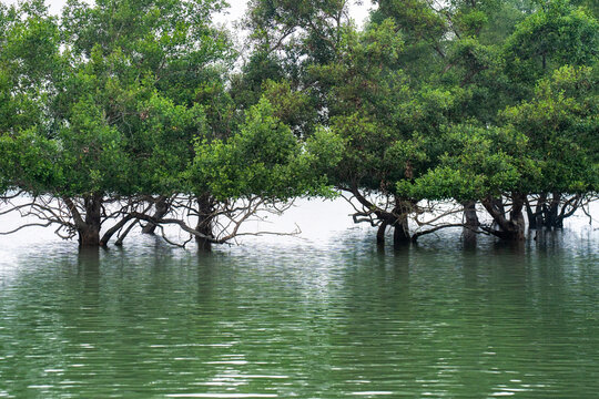 View of lush mangrove trees rise from the serene waters, their roots submerged, creating a tranquil scene, Sundarban, Khulna Division, Bangladesh.