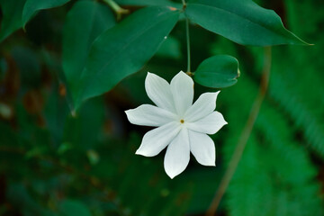 white flower on green background