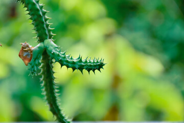 Little cactus on small pot, plant for decoration. Beautiful blooming cactus, selective focus...